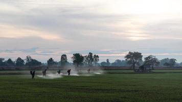 agricultores rociando herbicidas. foto