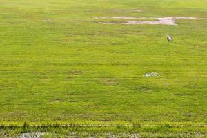 Lawn with small soccer goal. photo