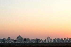 Rural arid trees early in the morning. photo