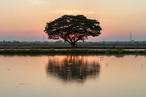 A large tree with water reflection sunset. photo