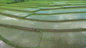 Aerial drone view of agriculture in rice on a beautiful field filled with water. Flight over the green rice field during the daytime. Natural the texture background. video