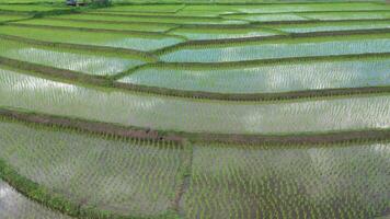 vista aérea de drones de la agricultura en arroz en un hermoso campo lleno de agua. vuelo sobre el campo de arroz verde durante el día. natural el fondo de textura. video