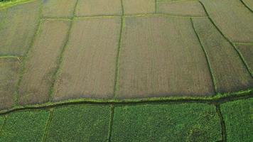 vue aérienne par drone de l'agriculture dans les rizières pour la culture. vol au-dessus de la rizière verte pendant la journée. naturel le fond de texture. video