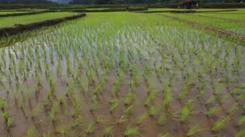 visão aérea do drone da agricultura em arroz em um belo campo cheio de água. voo sobre o campo de arroz verde e as montanhas durante o dia. natural o fundo da textura. video