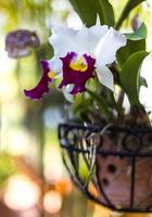 Cattleya orchid white. photo