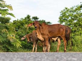 vacas pastando en el camino. foto