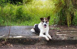 Dog sitting on a concrete road. photo