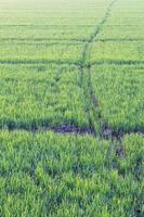 plántulas de arroz verde temprano en la mañana. foto