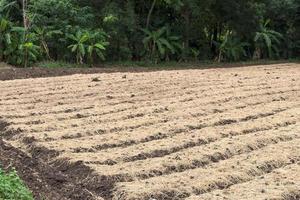 Straw cover crop cultivated soil. photo