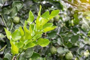 Kaffir lime leaves. photo