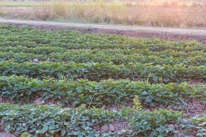 Row crop yam plantations of rural Thailand. photo