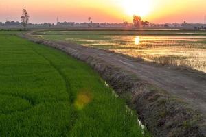 Soil road in rice fields and sunsets. photo