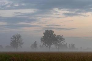 Trees in the morning mist and clouds on the countryside. photo