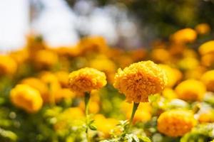 A close-up view of yellow marigolds blooming.