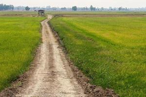 camino de tierra a través de campos de arroz. foto
