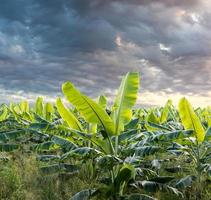 Many banana trees in the clouds overcast. photo