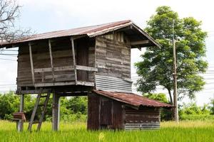 Old wood house in rice paddy near the tree. photo
