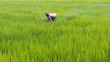 granjero rociando fertilizante en arroz con cáscara. foto