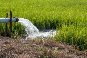 Water from the pipeline quickly into the rice fields. photo