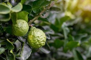 Close the kaffir lime with its leaves. photo