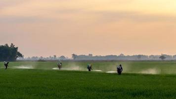 trabajadores rociando productos químicos en campos de arroz verde. foto