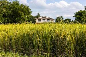 Low view, ripe yellow grains of rice fertile near residential houses.