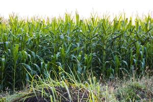 A low angle view of many corn plantations backlit. photo