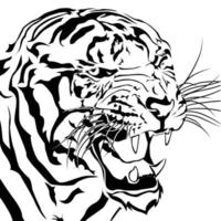 Tigers bared Isolated white background. vector