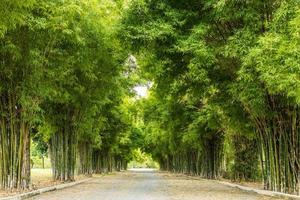 View of lush bamboo groves lining the road in the park. photo