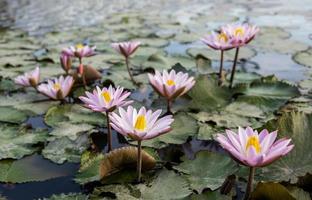 A view of lotuses with pink petals and yellow stamens blooming beautifully. photo