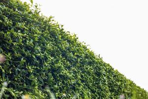 A close-up low angle view of a fence of many fresh green foliage. photo