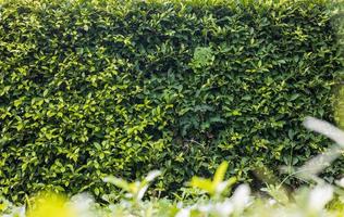 A close-up low angle view of a fence of many fresh green foliage. photo