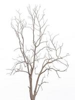 Isolate dry tree. photo