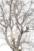 Close-up of dry tree branches. photo