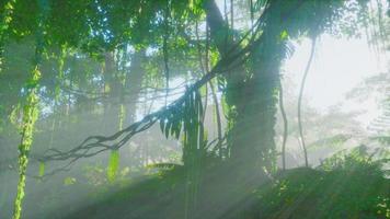 mistige jungle in de bergen van Chiang Dao video