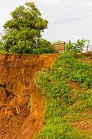 Tree with soil slides. photo