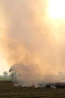 Many smoke from burning stubble. photo