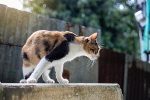 A three-colored Thai cat stands on the concrete behind the house. photo