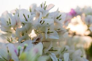 una vista de primer plano de un ramo de buganvillas blancas y rosas floreciendo maravillosamente. foto