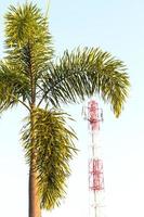 Palm tree with telecommunication pole. photo
