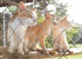 Cats are backlit in a cage. photo