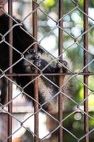 Gibbons feet with cage. photo