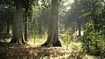 dichter dunkler Wald mit Moos und Sonnenstrahlen, die durchscheinen video