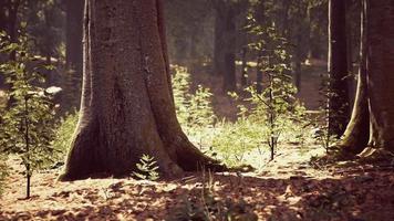 tidig morgon med soluppgång i skogen video