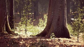 Misty beech forest on the mountain slope in a nature reserve video