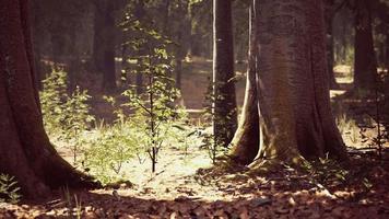 rayos de sol a través de gruesas ramas de árboles en un denso bosque verde video