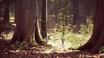 Thick dark forest with moss and sun rays shining trough video