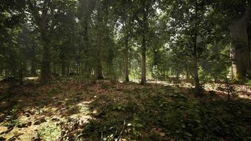 raios de sol através de galhos de árvores grossas na densa floresta verde video