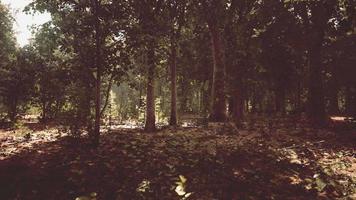 dimmig bokskog på bergssluttningen i ett naturreservat video