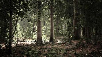 Misty beech forest on the mountain slope in a nature reserve video